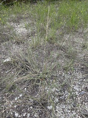 Sam Kieschnick, CC BY, iNaturalist via GBIF Aristida purpurea, photograph Sam Kieschnick, CC BY, iNaturalist via GBIF
