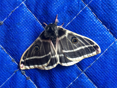 Agapema homogena