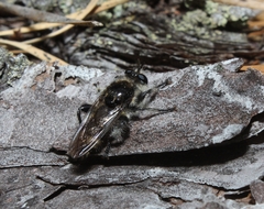 Laphria cinerea