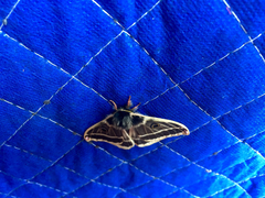 Agapema homogena