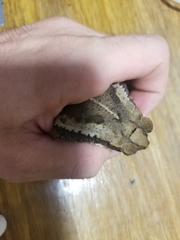 Incilius campbelli