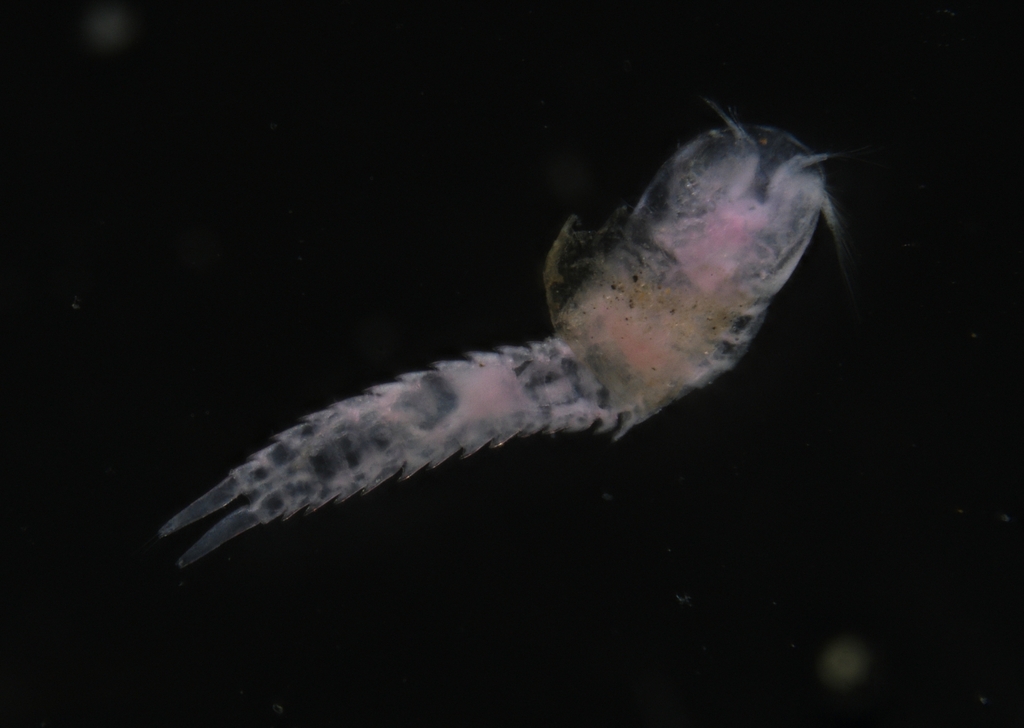 Horseshoe Shrimps