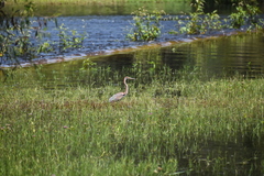 Egretta tricolor image