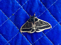 Agapema homogena
