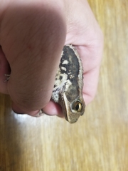 Incilius campbelli