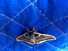 Agapema homogena
