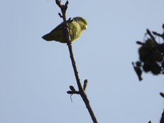 Forpus coelestis