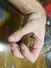 Incilius campbelli
