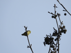 Forpus coelestis