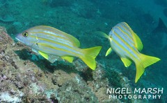 Lutjanus carponotatus