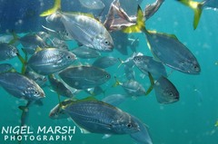 Alepes apercna