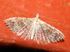 Alucita adriendenisi