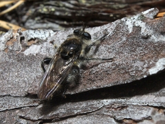 Laphria cinerea