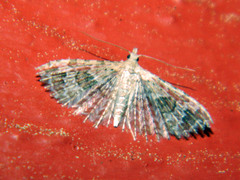 Alucita adriendenisi