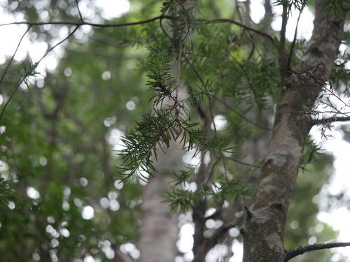 Image of Halocarpus kirkii by (c) Bruce Calvert, some rights reserved (CC BY)
