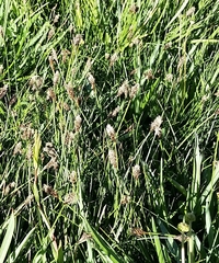 Carex filifolia