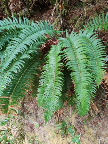 Image of Polystichum falcinellum by (c) Ljaž, some rights reserved (CC BY)