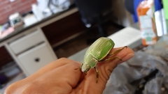 Chrysina laniventris