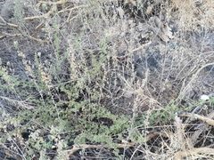 Passiflora arizonica