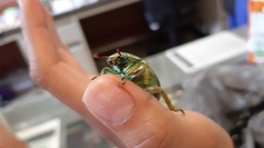 Chrysina laniventris