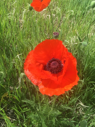 Image of Papaver orientale by (c) Jonathan Layman, some rights reserved (CC BY)