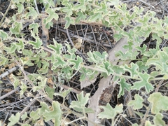 Passiflora arizonica