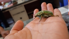 Chrysina laniventris