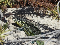 Liolaemus zapallarensis