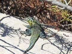 Liolaemus zapallarensis