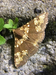 Saroba pustulifera
