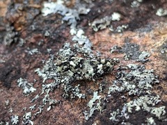 Trimerotropis saxatilis