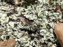 Trimerotropis saxatilis