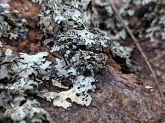 Trimerotropis saxatilis