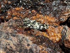 Trimerotropis saxatilis