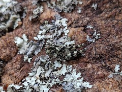 Trimerotropis saxatilis