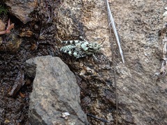 Trimerotropis saxatilis