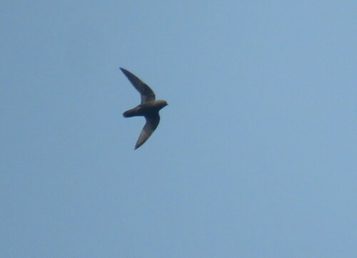 Sooty Swift (Cypseloides fumigatus), photo 3