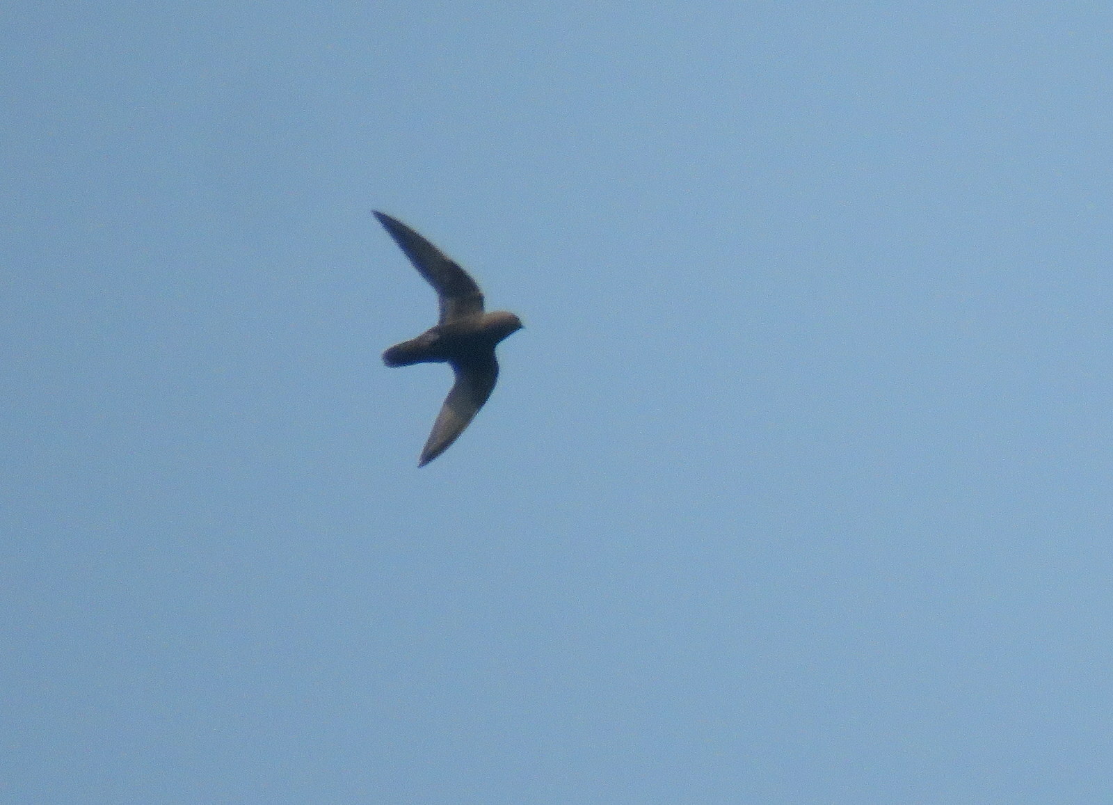 Sooty Swift (Cypseloides fumigatus), photo 3