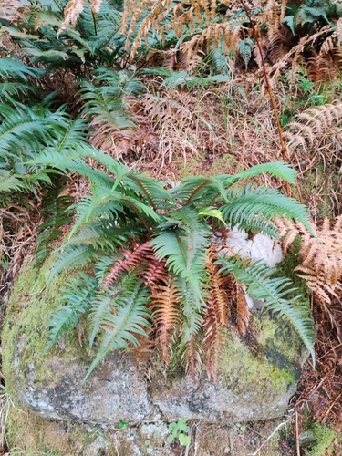 Image of Polystichum falcinellum by (c) Ljaž, some rights reserved (CC BY)