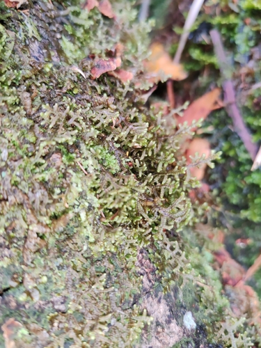 Image of Frullania teneriffae by (c) Ljaž, some rights reserved (CC BY)