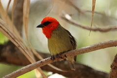 Mauritius Fody photo 3