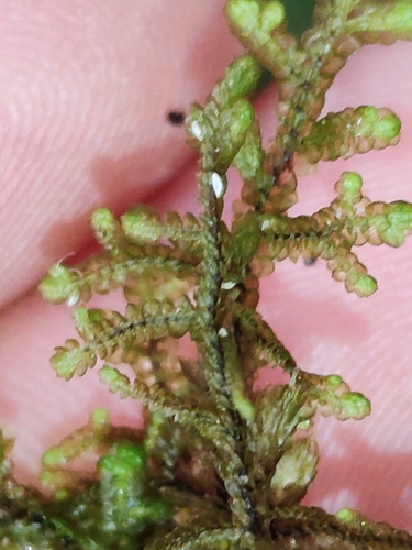 Image of Frullania teneriffae by (c) Ljaž, some rights reserved (CC BY)
