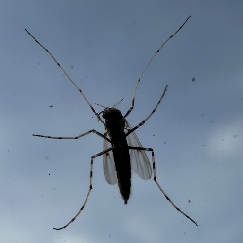 Stictochironomus varius