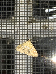 Elophila icciusalis