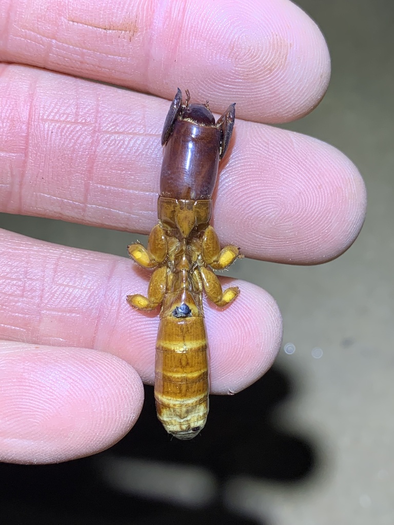 Cylindraustralia parakochia