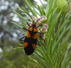 Oncopeltus varicolor