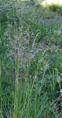 Agrostis oregonensis