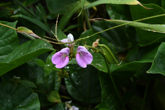 Canavalia cathartica