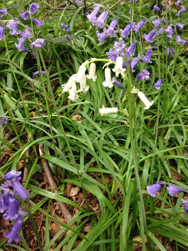 Hyacinthoides non-scripta