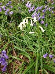 English bluebell (Hyacinthoides non-scripta): origin and uses — photo 3